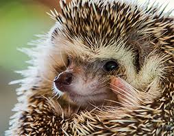Hedgehog